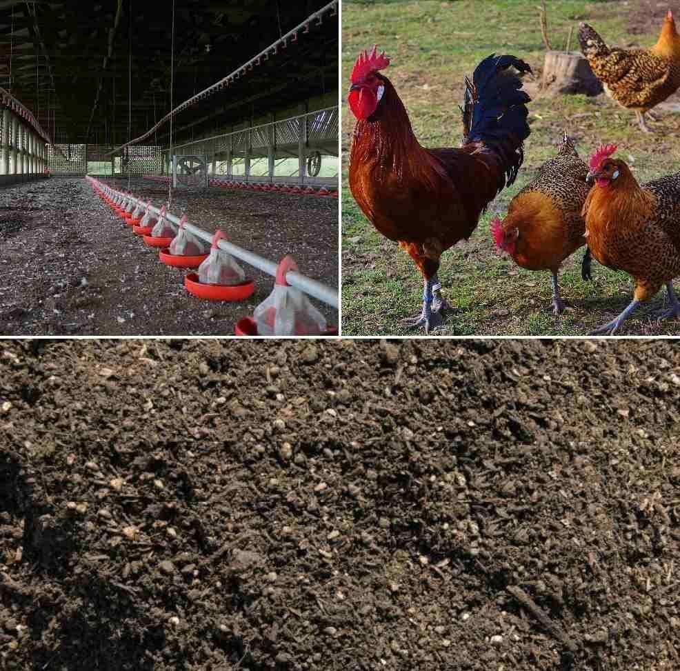 Poultry Manure — ECO POULTRY FARM