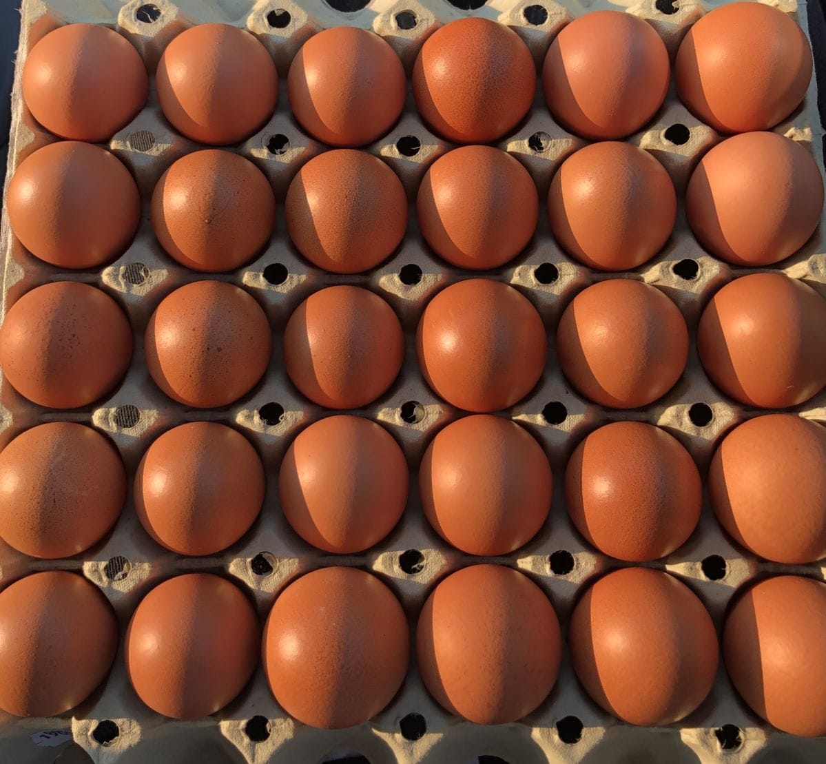 Organic Eggs — ECO POULTRY FARM